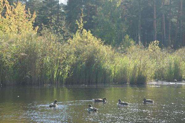 Парк утиное озеро дзержинск фото Портал "Команда Правительства" * Облагораживание озера Утиное